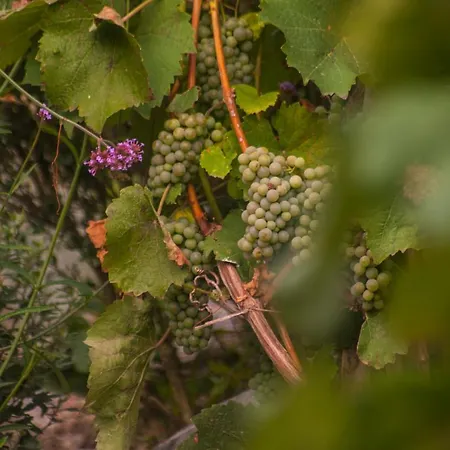 Na Lontu Němčičky